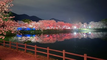 桜満開！おすすめスポット！